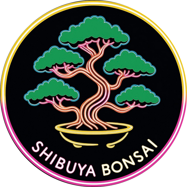 SHIBUYA BONSAI