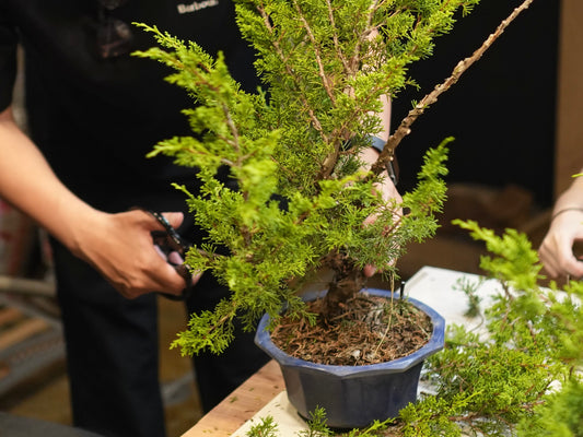盆栽ワークショップ・Bonsai workshop