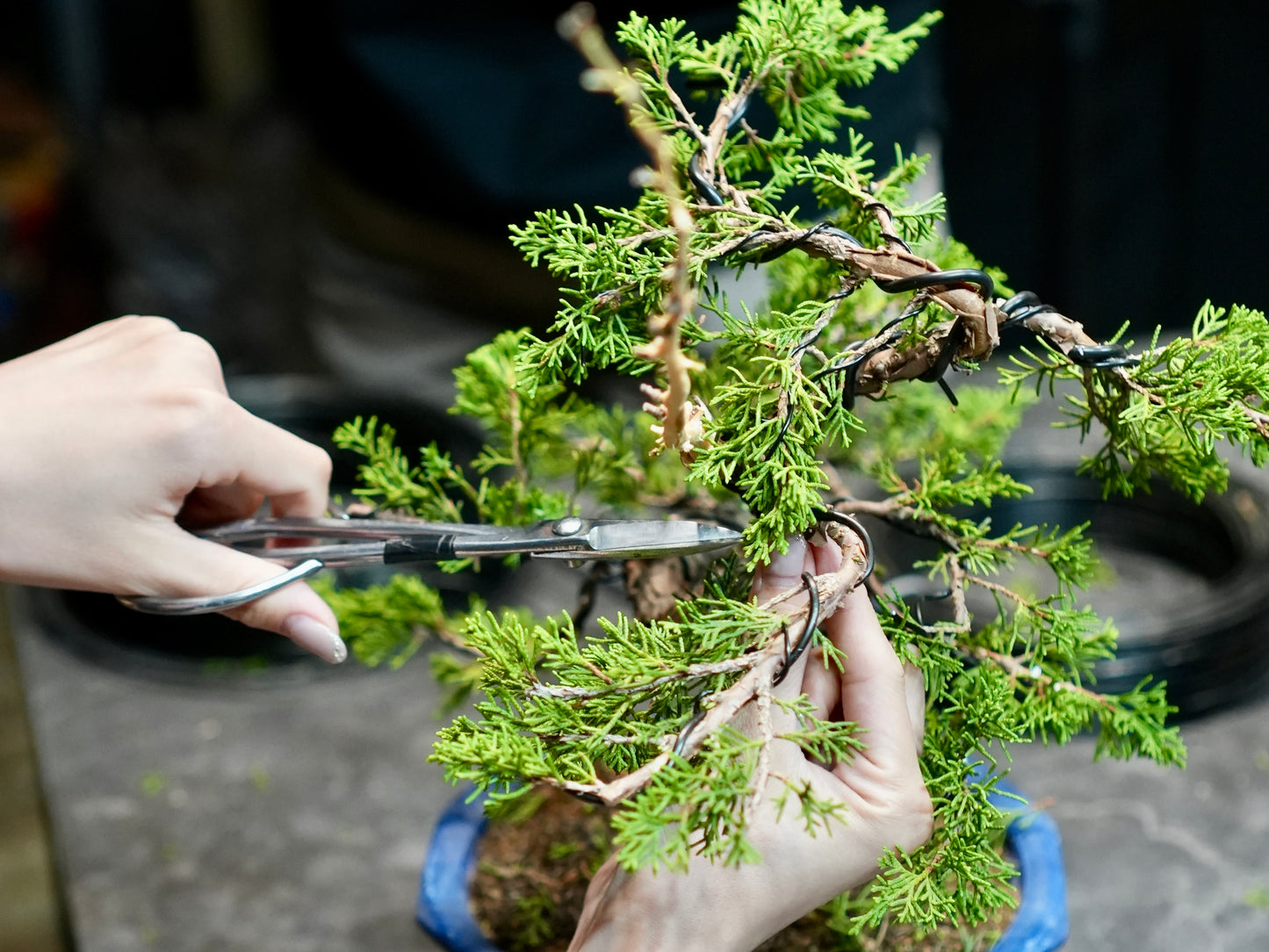 盆栽ワークショップ・Bonsai workshop