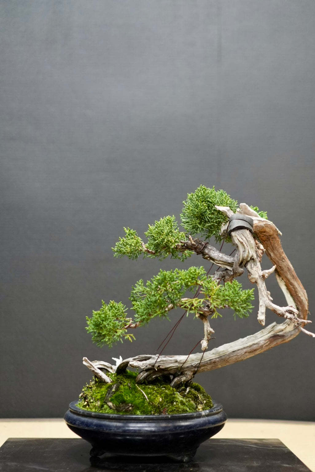 山取り　真柏　盆栽