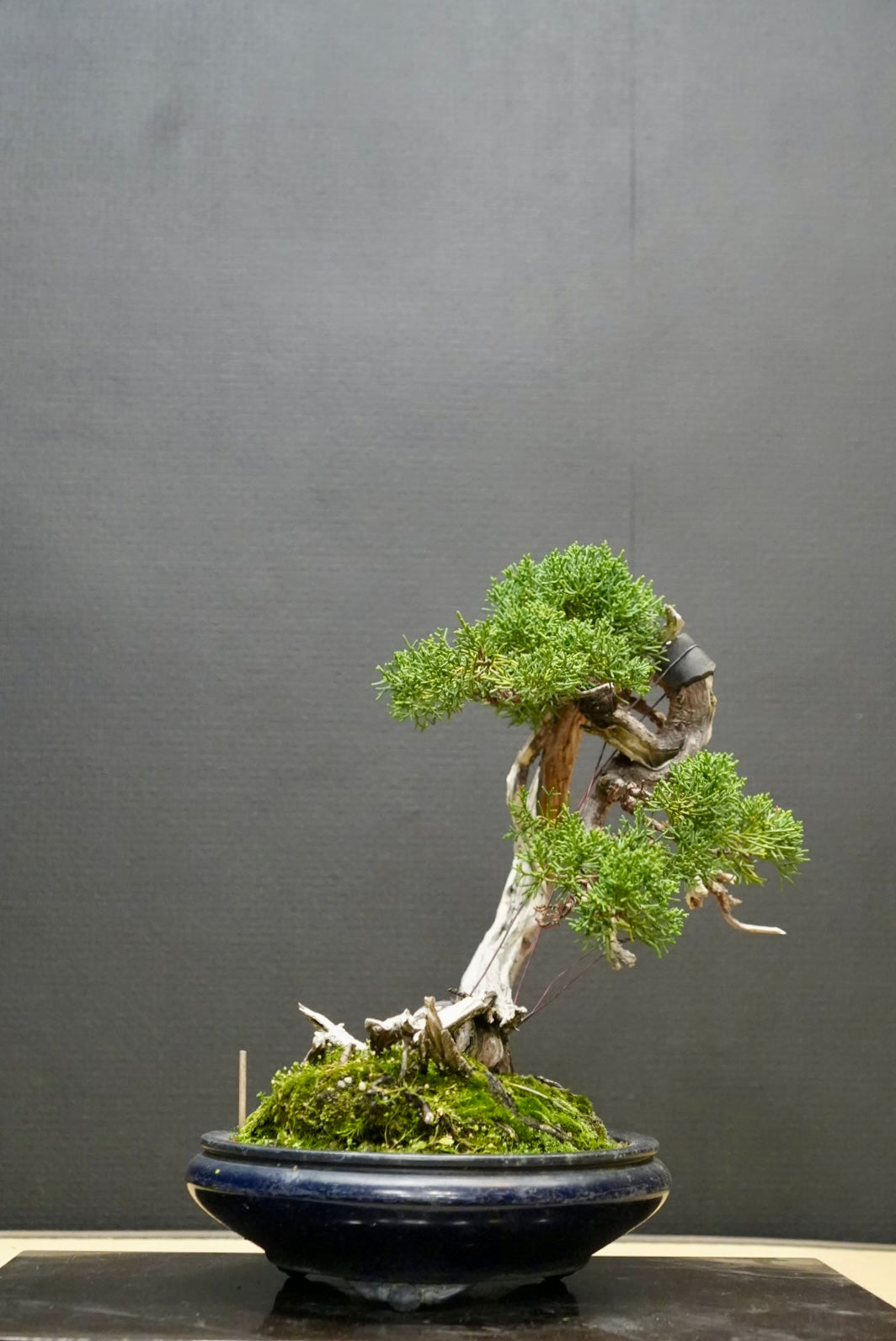 商品 – SHIBUYA BONSAI