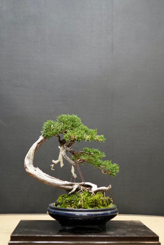 山取り　真柏　盆栽