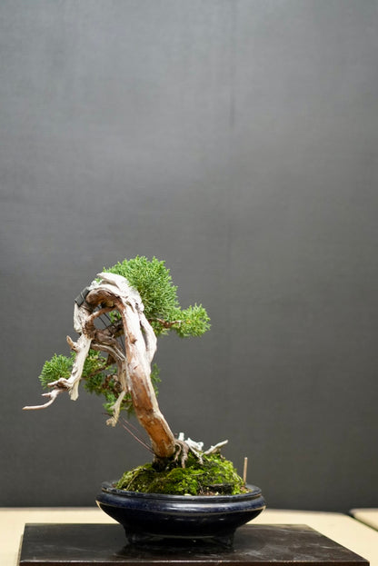 山取り　真柏　盆栽