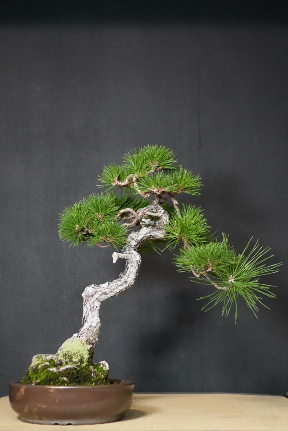 黒松・Black Pine – SHIBUYA BONSAI