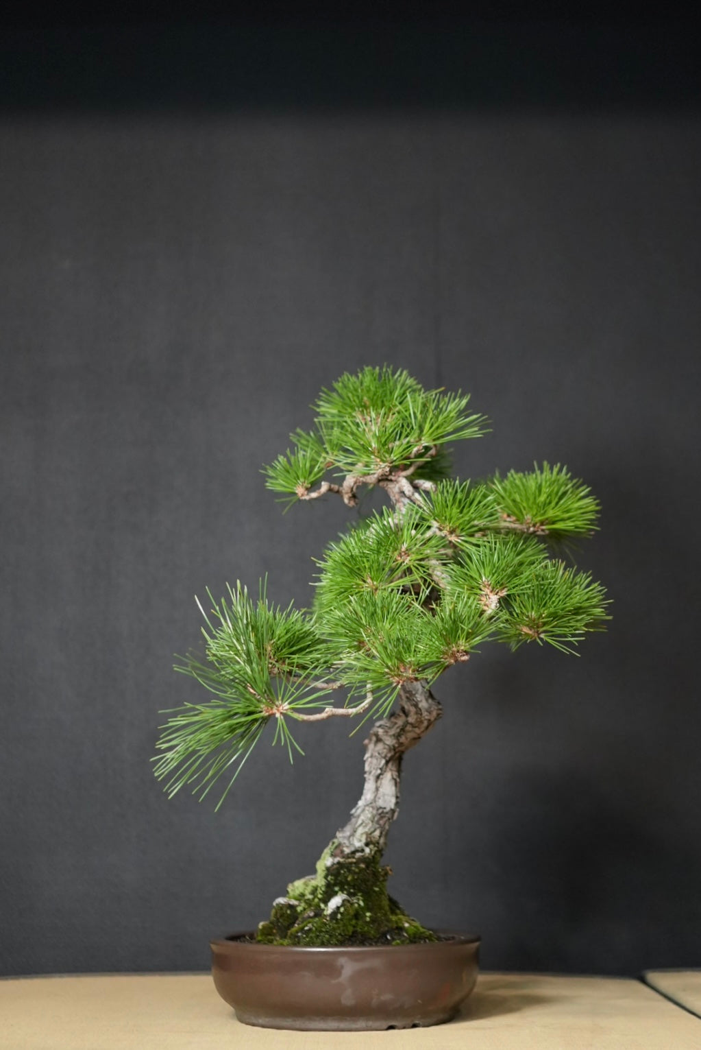 黒松・Black Pine – SHIBUYA BONSAI