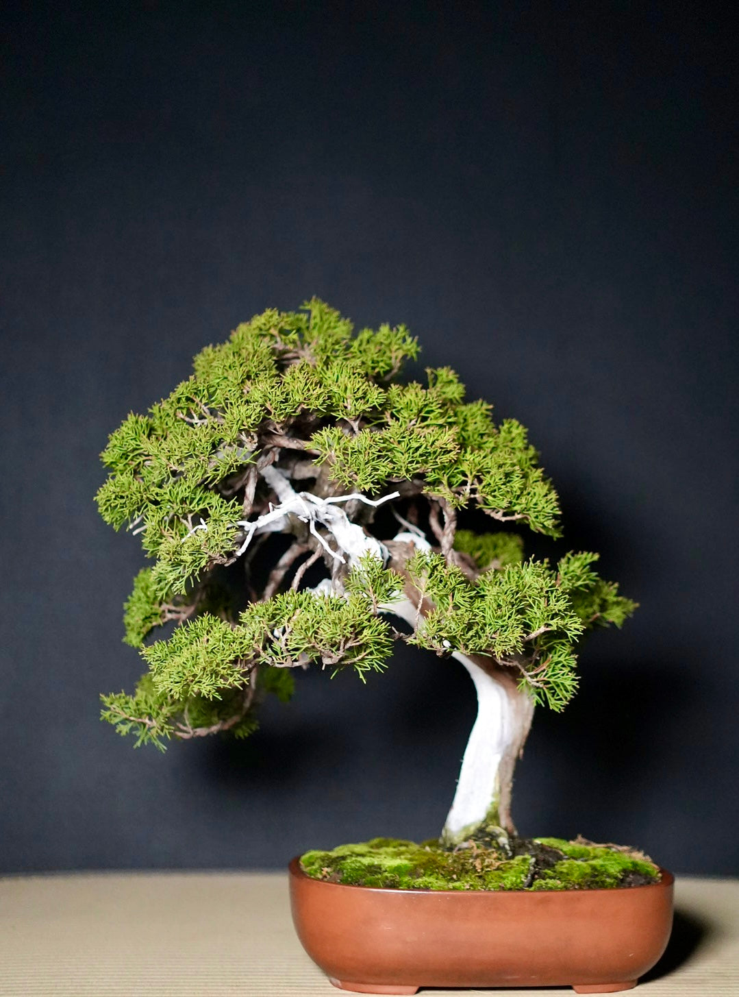 真柏　盆栽