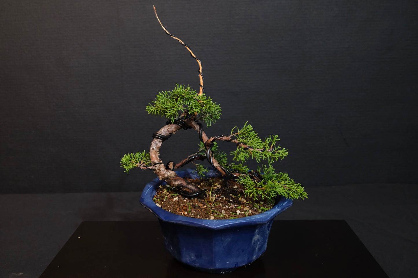盆栽ワークショップ・Bonsai workshop